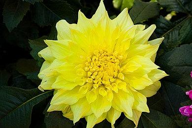 《真女神转生5：复仇》新角色系统曝出 玩法更多样